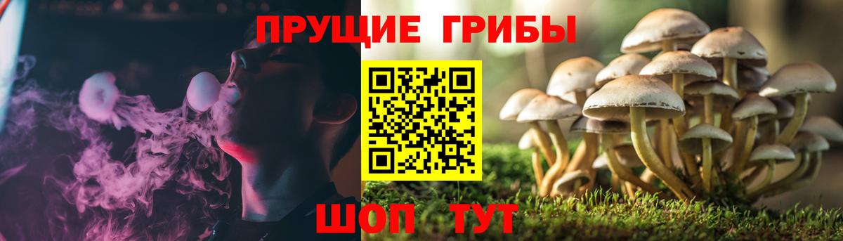 Псилоцибиновые грибы Cubensis  сколько стоит  Сосновоборск  Вход с VPN 